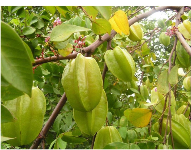 Star Fruit
